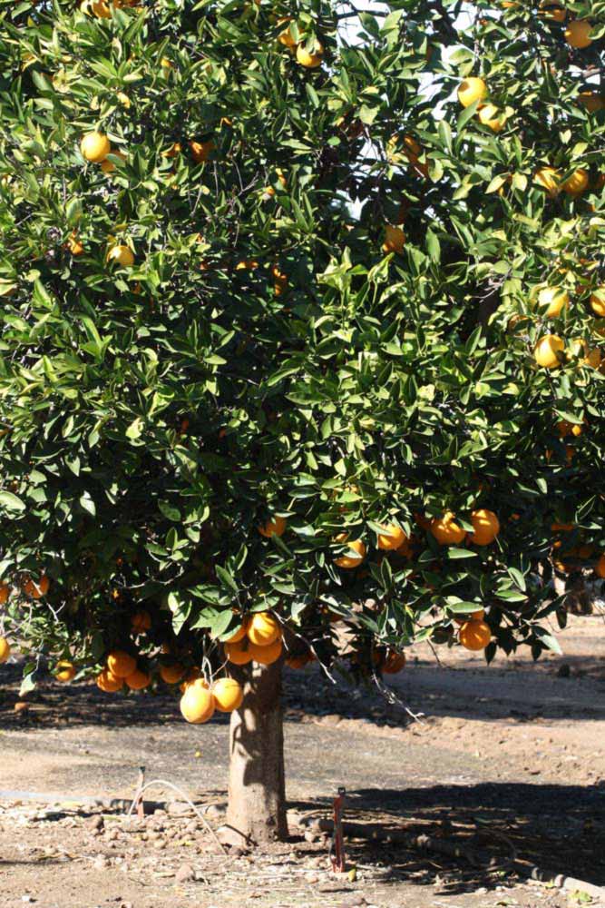              Habit (Riverside, CA)       